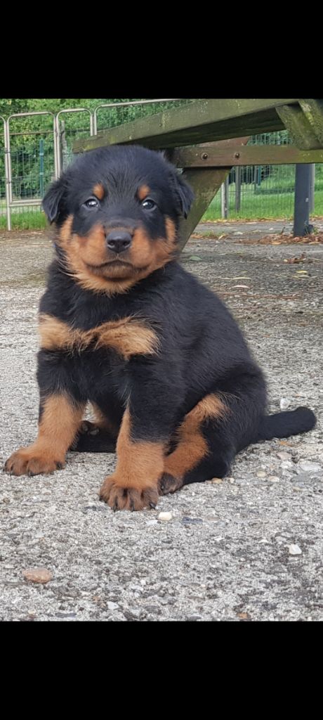 chiot Berger de Beauce des terres de miat