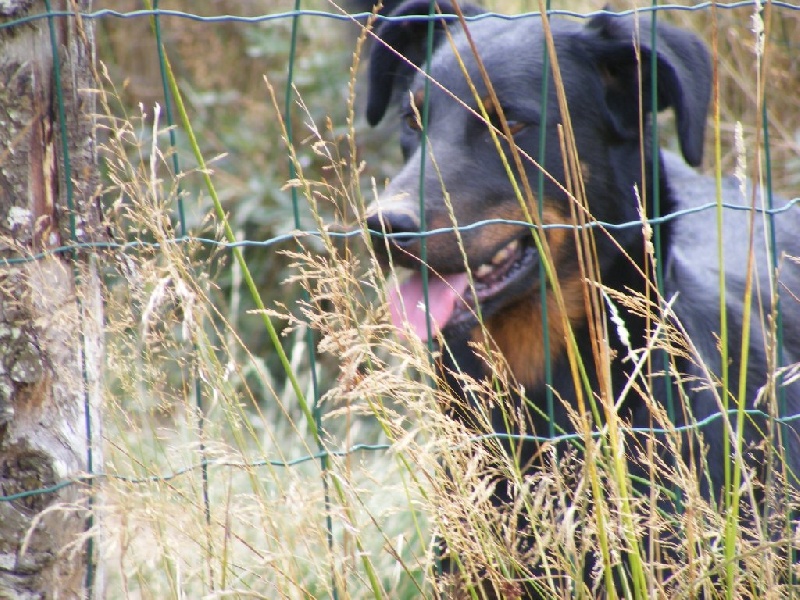Akita des terres de miat