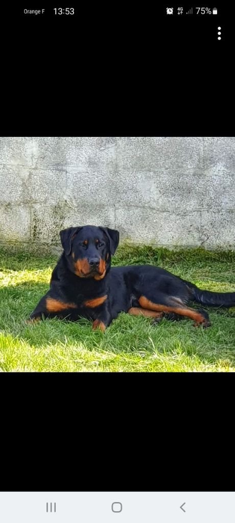 des terres de miat - Chiots BEAUCERON lof gros gabarit 
