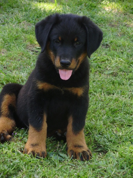 CHIOTS 