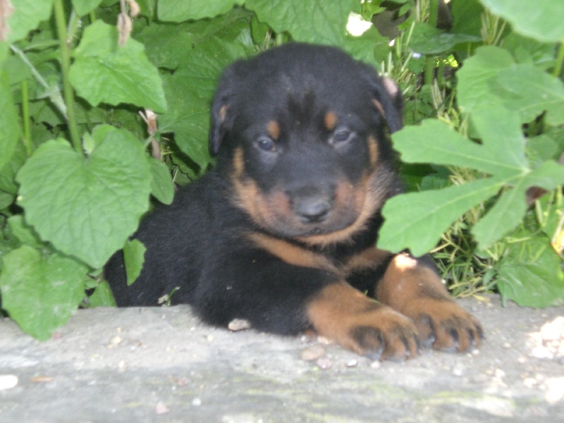 chiots ulka